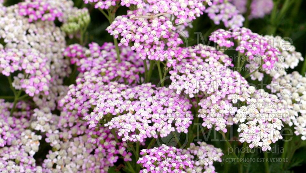 Achillea Oertel's Rose (Yarrow)  2