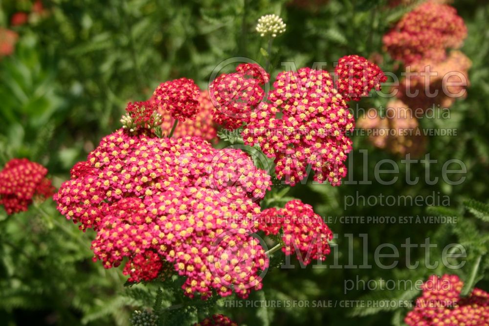 Achillea Paprika (Yarrow) 1 