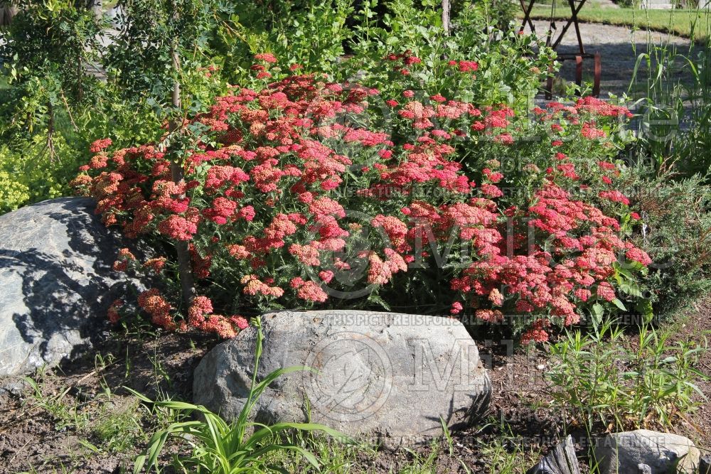 Achillea Paprika (Yarrow) 2 