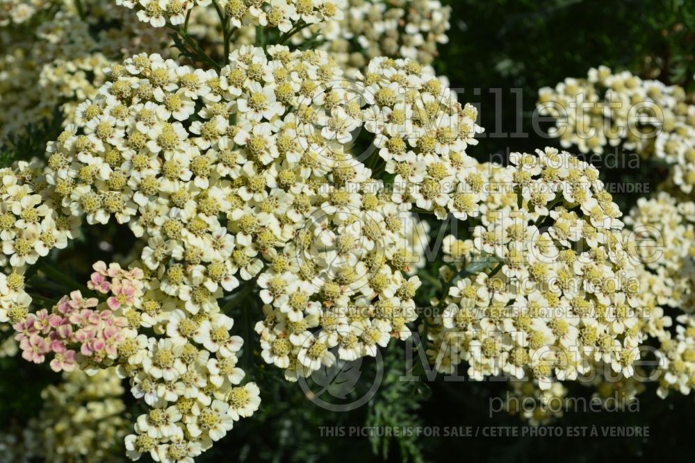 Achillea Peachy Seduction (Sneezewort, Sneezeweed, Brideflower Yarrow) 1