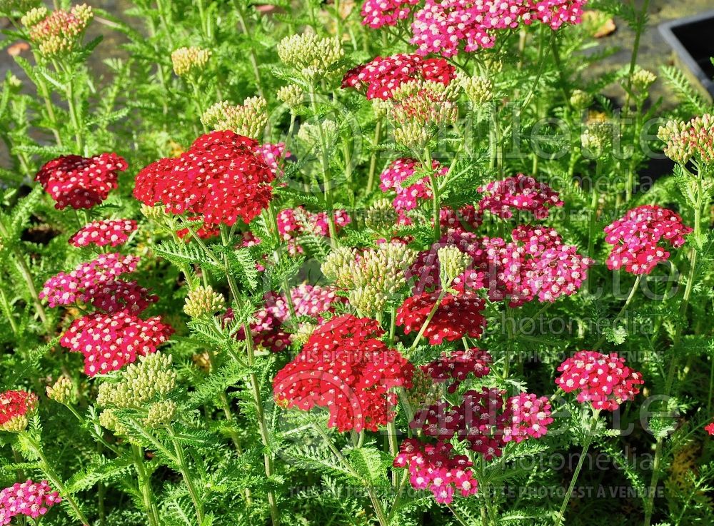 Achillea Petra (Greek Yarrow) 1