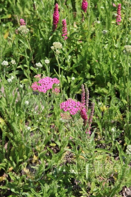 Achillea Pink Grapefruit (Yarrow) 3 