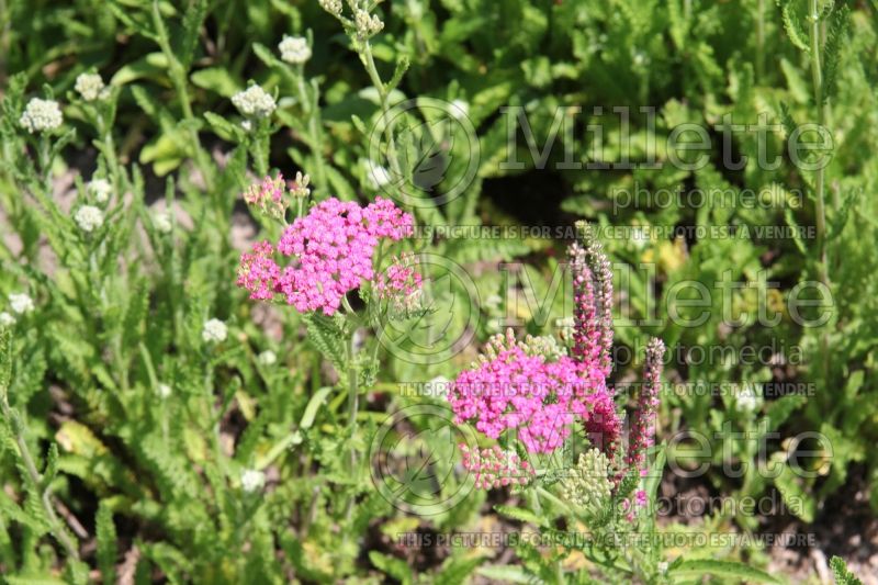 Achillea Pink Grapefruit (Yarrow) 4 