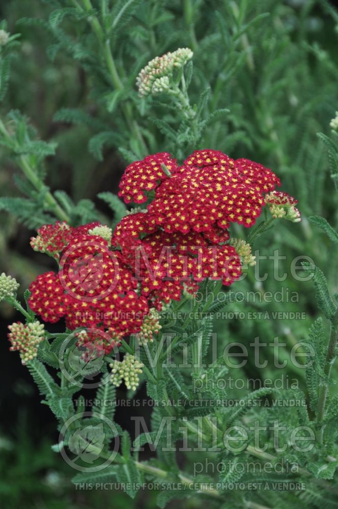 Achillea Tutti Frutti Pomegranate (Yarrow) 3 