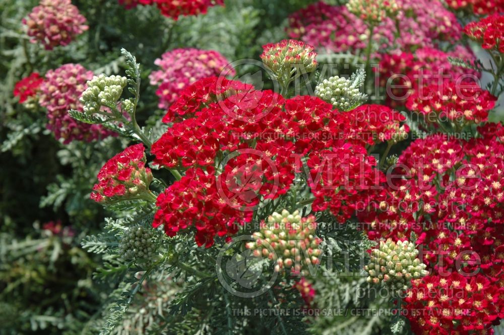 Achillea Tutti Frutti Pomegranate (Yarrow) 1 