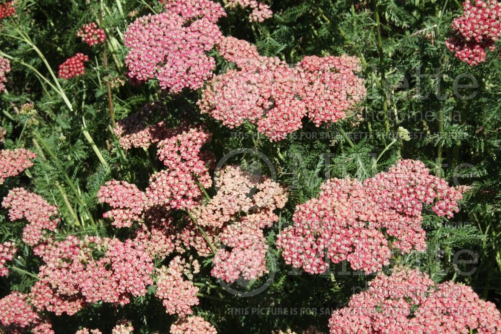 Achillea Pretty Belinda (Yarrow) 1