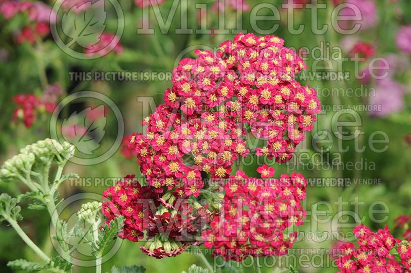 Achillea Red Velvet (Yarrow) 2