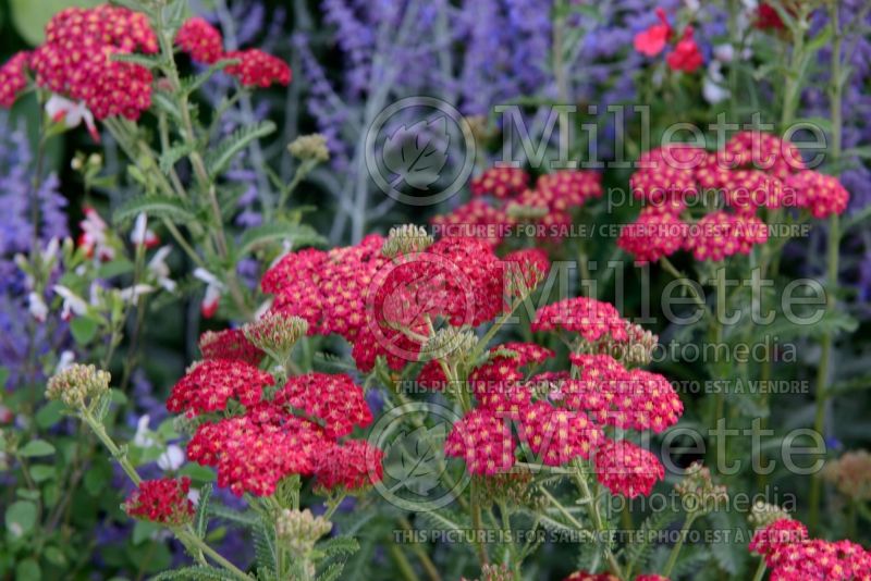 Achillea Red Velvet (Yarrow) 3 