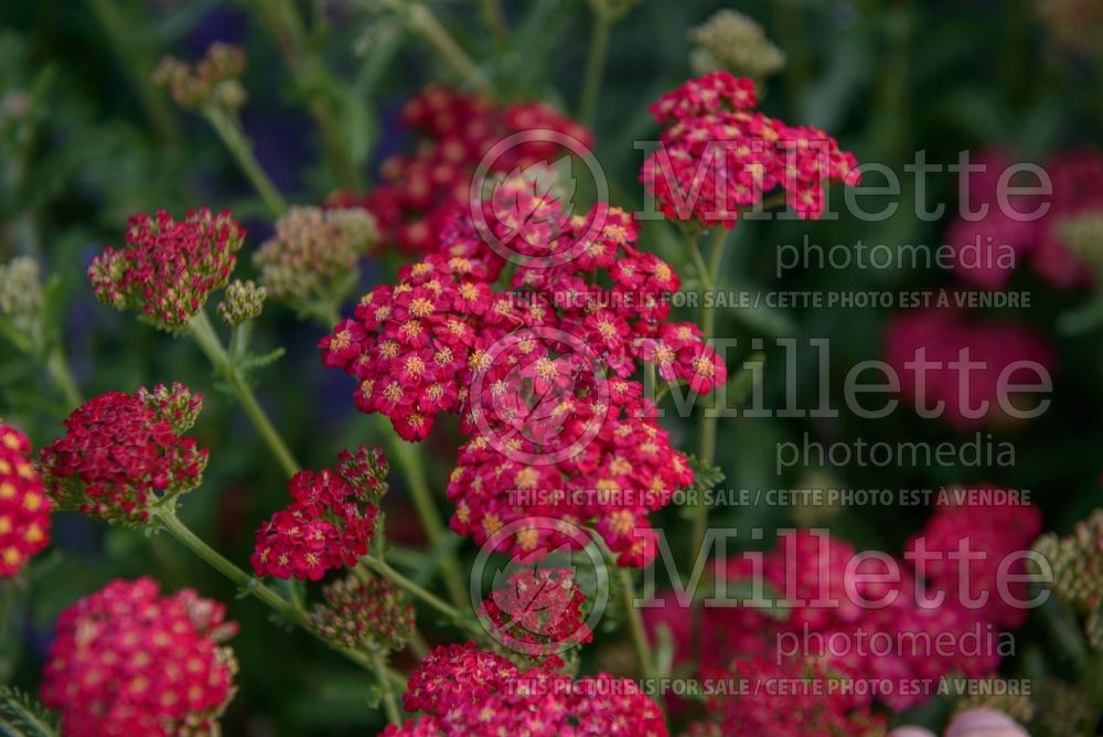 Achillea Red Velvet (Yarrow) 4 