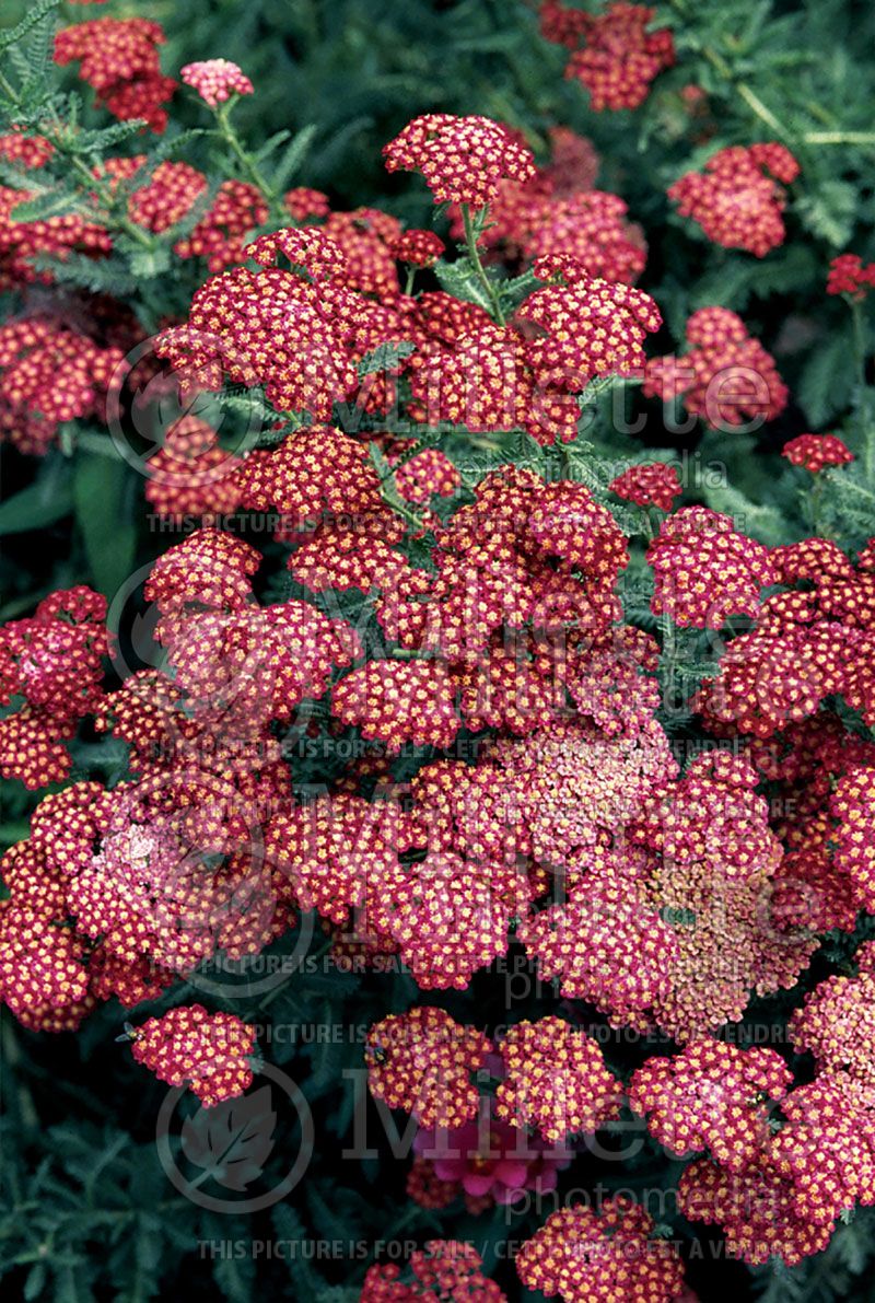 Achillea Red Velvet (Yarrow)  1