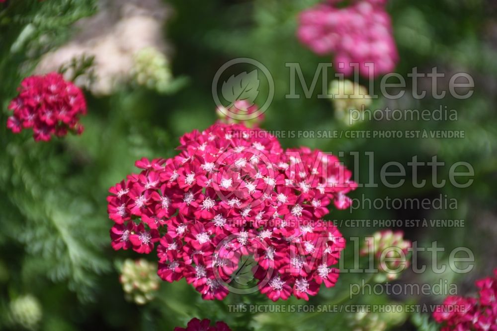 Achillea Ritzy Rose (Yarrow) 1 