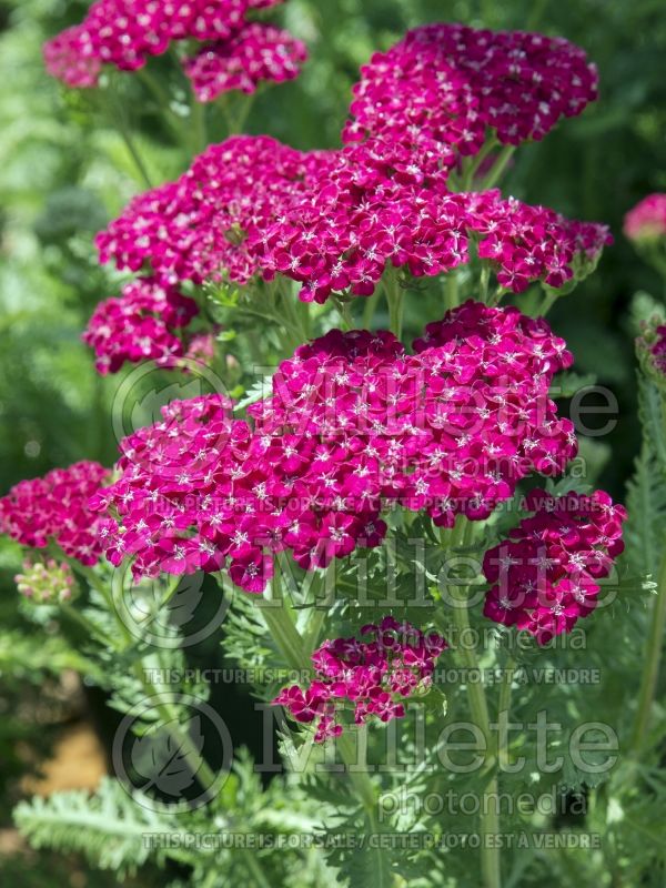 Achillea Saucy Seduction (Yarrow) 6 