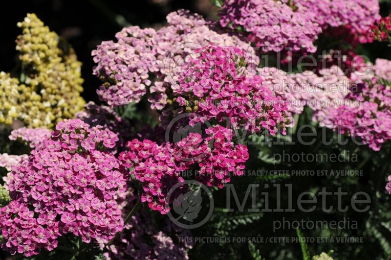 Achillea Saucy Seduction (Yarrow) 3 