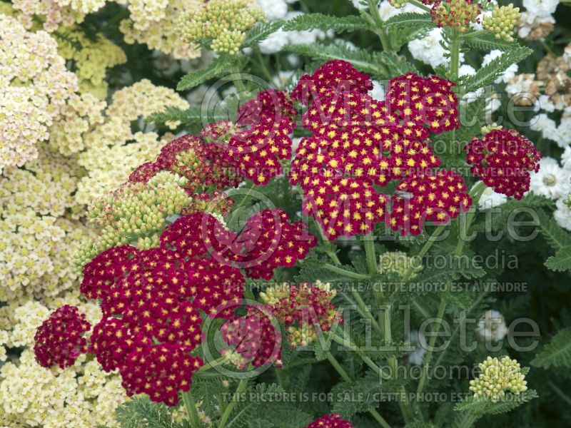 Achillea Strawberry Seduction (Sneezewort, Sneezeweed, Brideflower Yarrow) 11