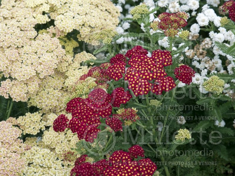 Achillea Strawberry Seduction (Sneezewort, Sneezeweed, Brideflower Yarrow) 10