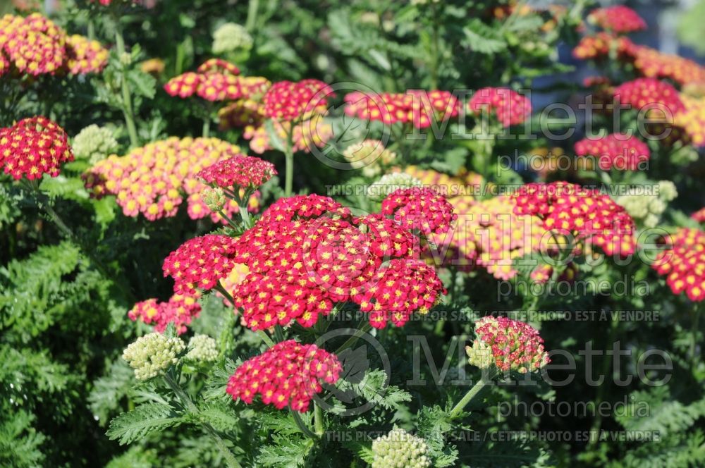 Achillea Strawberry Seduction (Sneezewort, Sneezeweed, Brideflower Yarrow) 2