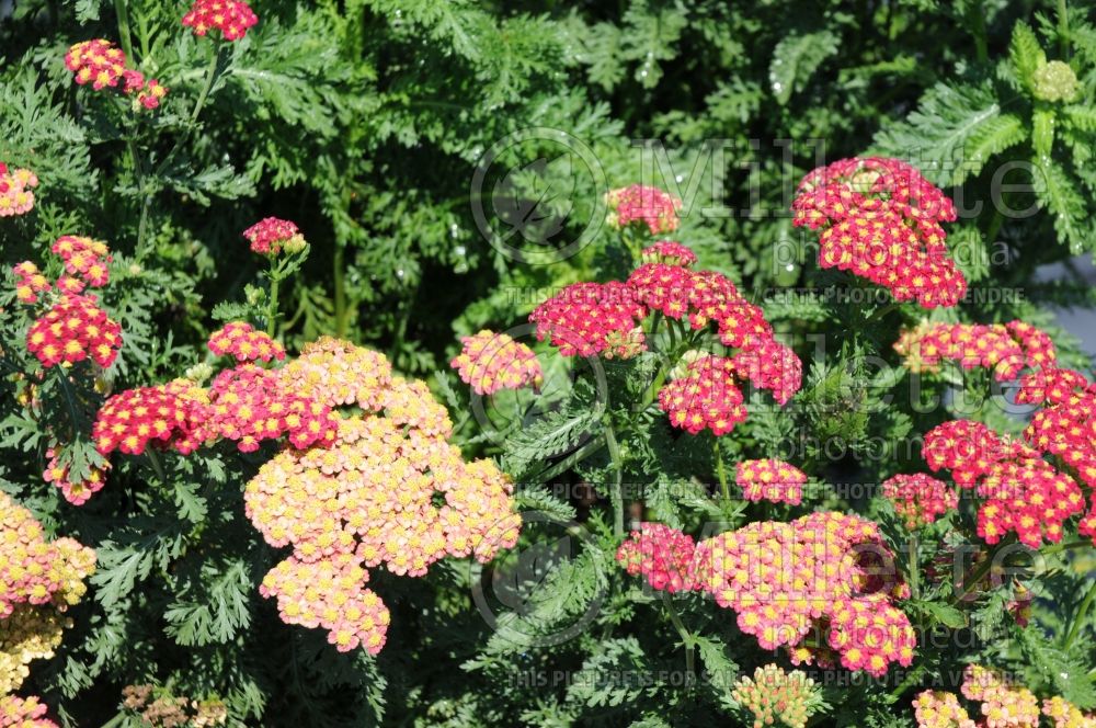 Achillea Strawberry Seduction (Sneezewort, Sneezeweed, Brideflower Yarrow) 6