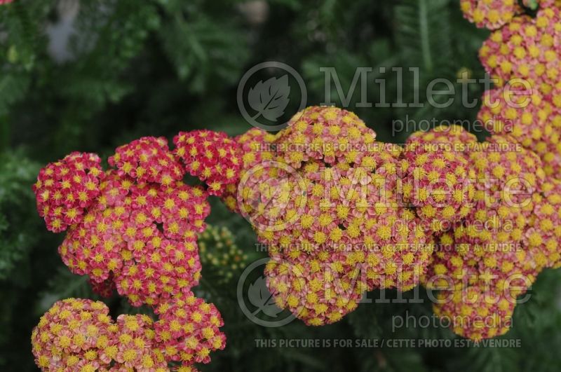 Achillea Strawberry Seduction (Sneezewort, Sneezeweed, Brideflower Yarrow) 8