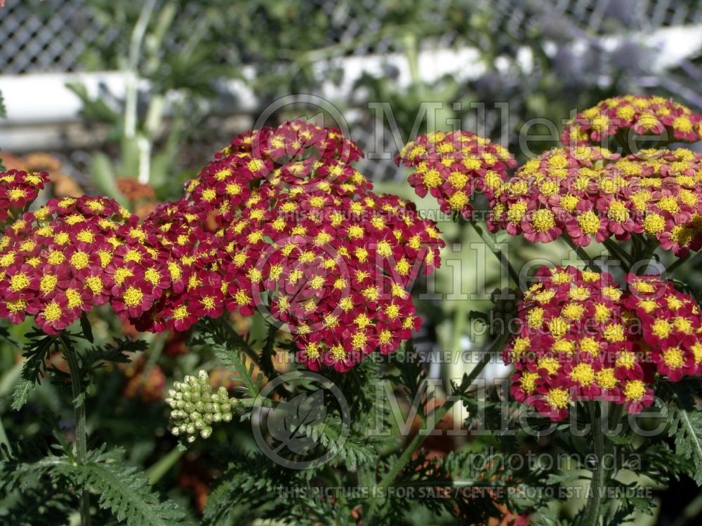 Achillea Strawberry Seduction (Sneezewort, Sneezeweed, Brideflower Yarrow) 4