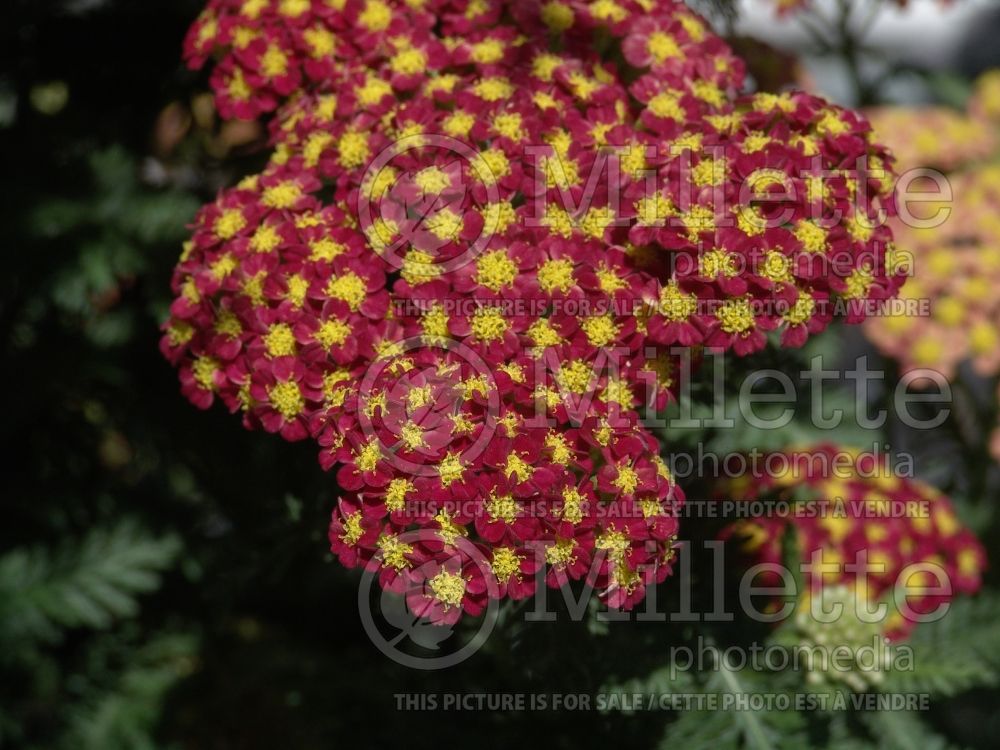 Achillea Strawberry Seduction (Sneezewort, Sneezeweed, Brideflower Yarrow) 3