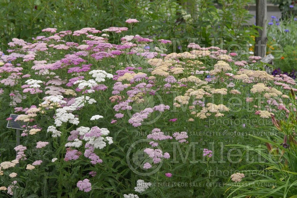 Achillea Summer Pastels (Yarrow) 5 