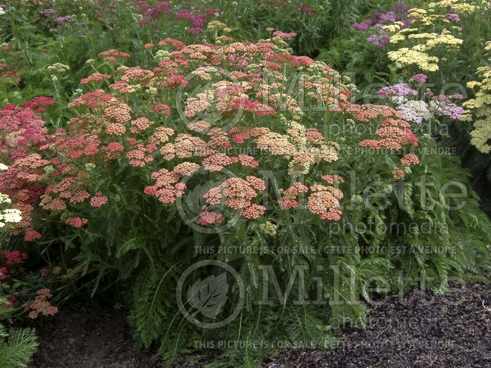 Achillea Summer Pastels (Yarrow) 4 