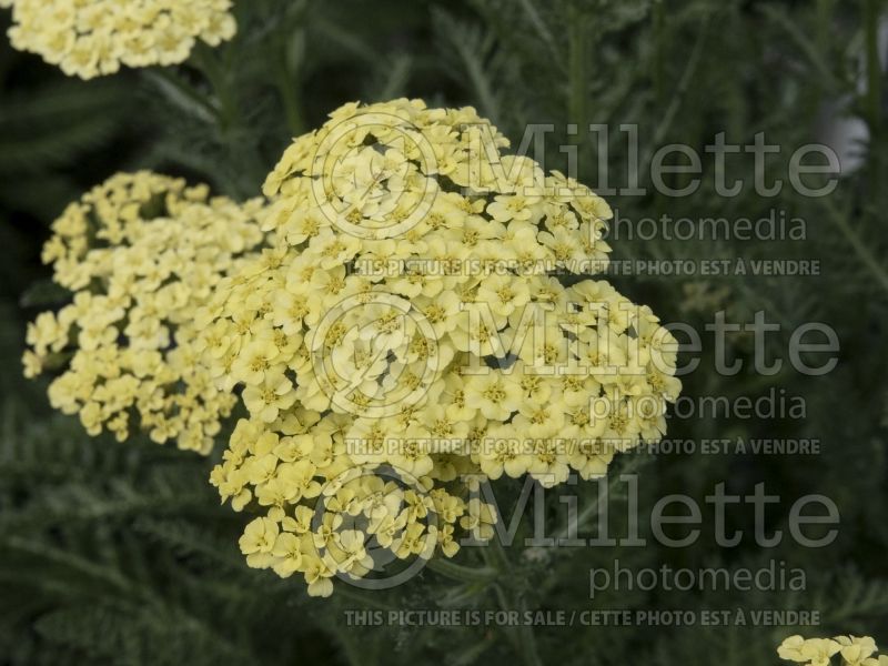 Achillea Sunny Seduction (Yarrow) 3 