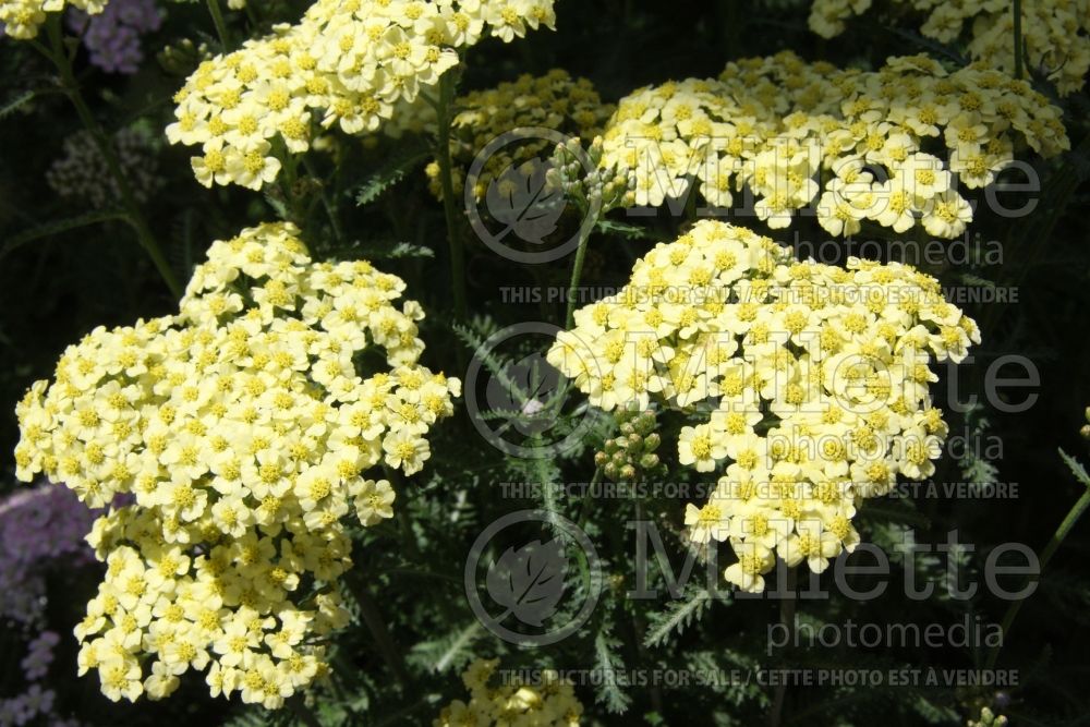 Achillea Sunny Seduction (Yarrow) 1 