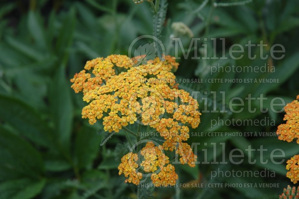 Achillea Terracotta aka Terra Cotta (Yarrow) 2 