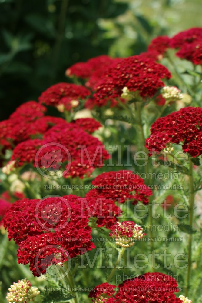 Achillea Tutti Frutti Pomegranate (Yarrow) 4 