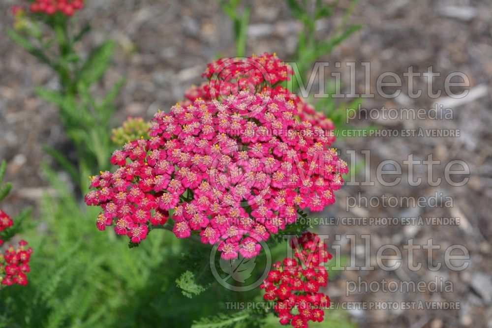 Achillea New Vintage Red (Yarrow – achillée) 3