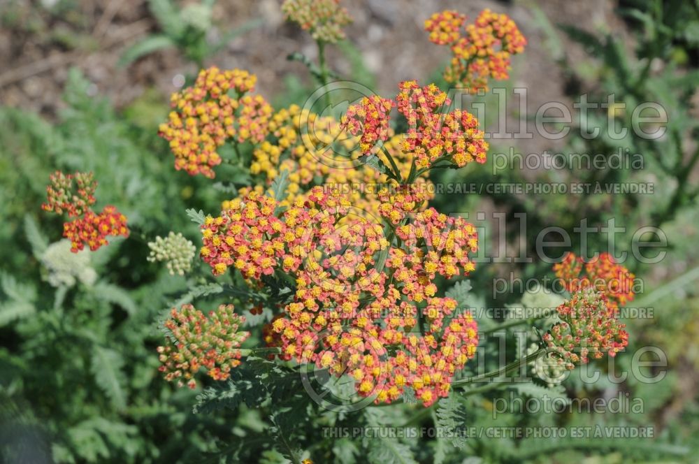 Achillea Walther Funcke (Yarrow) 1