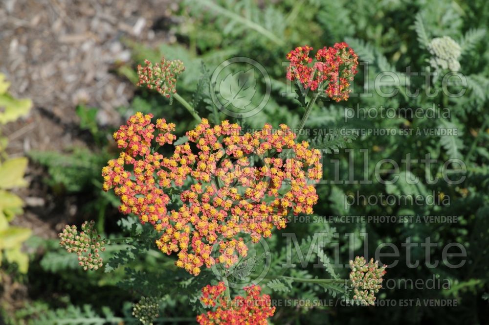 Achillea Walther Funcke (Yarrow) 4