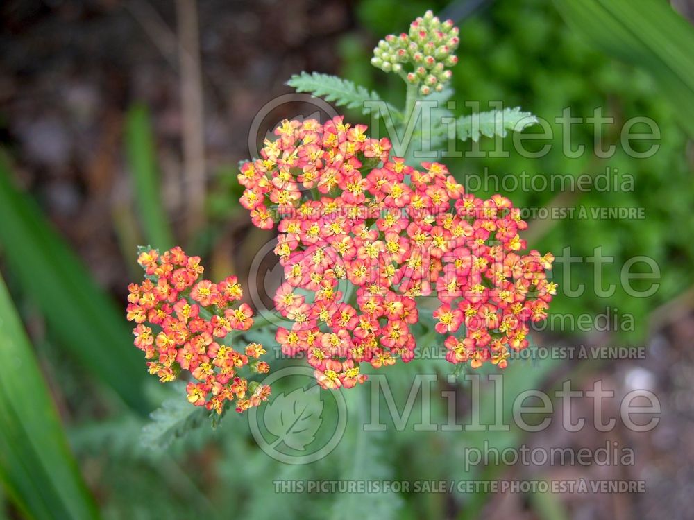 Achillea Walther Funcke (Yarrow) 7