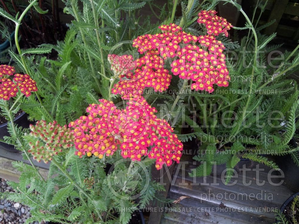 Achillea Walther Funcke (Yarrow) 8