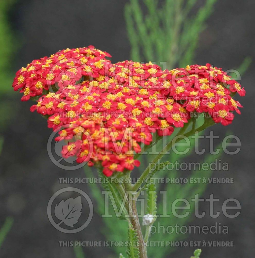 Achillea Walther Funcke (Yarrow) 9