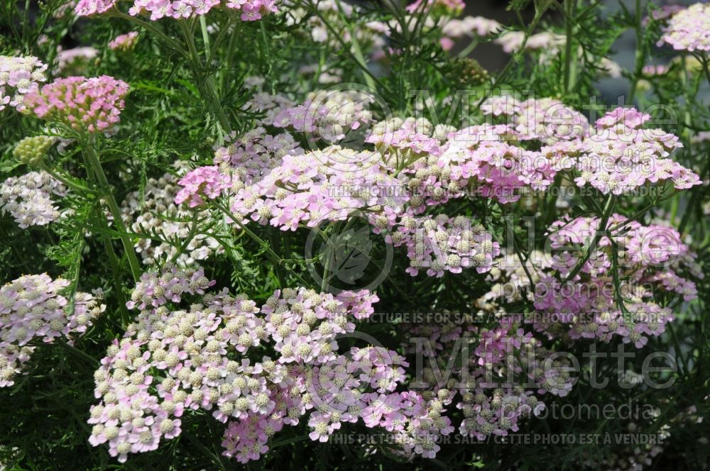 Achillea Tutti Frutti Wonderful Wampee (Yarrow) 1 