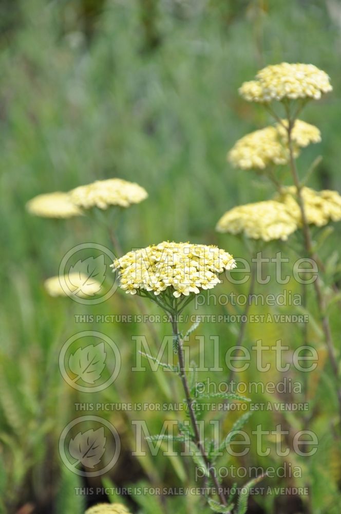 Achillea Yellowstone (Sneezewort, Sneezeweed, Brideflower Yarrow) 1