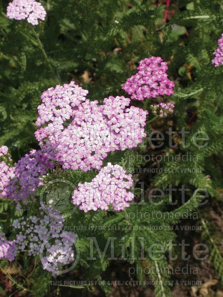 Achillea Oertel's Rose (Yarrow)  1