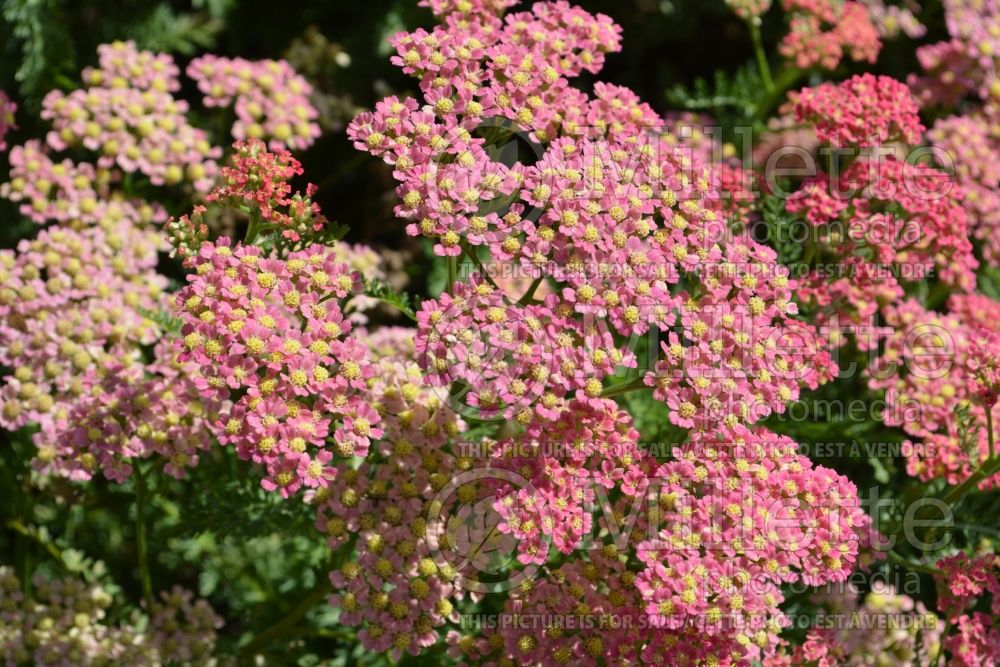 Achillea Pineapple Mango (Sneezewort, Sneezeweed, Brideflower Yarrow) 1