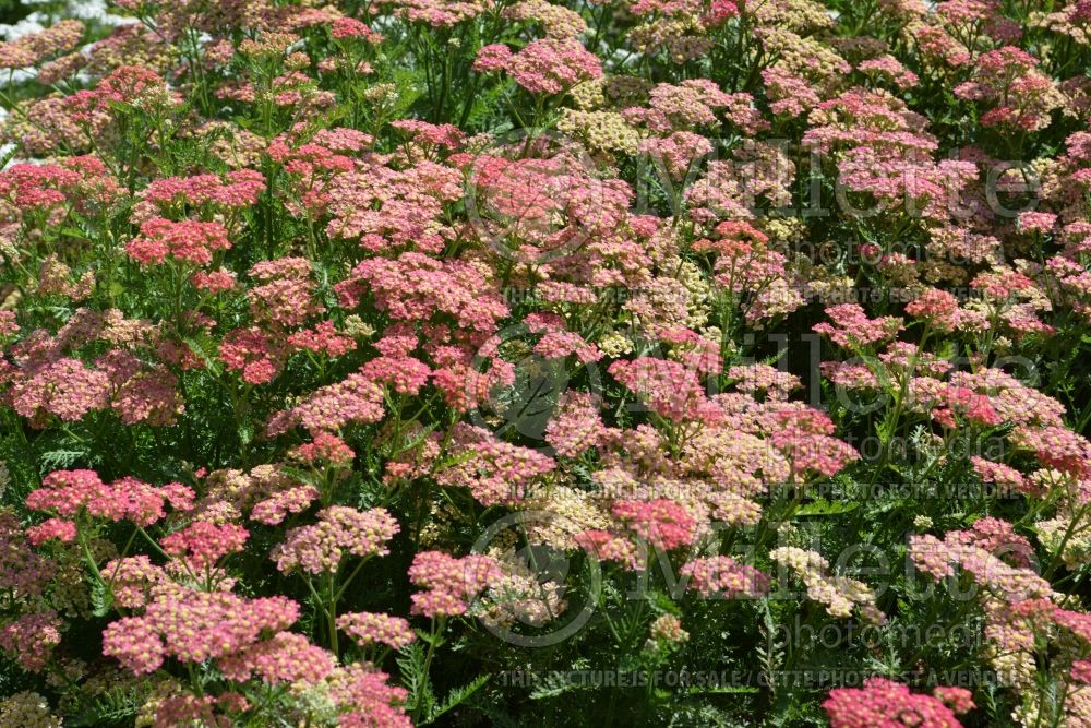 Achillea Pineapple Mango (Sneezewort, Sneezeweed, Brideflower Yarrow) 2