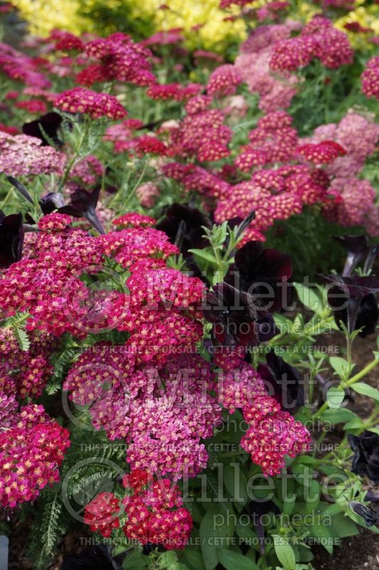 Achillea Tutti Frutti Pomegranate (Yarrow) 5 