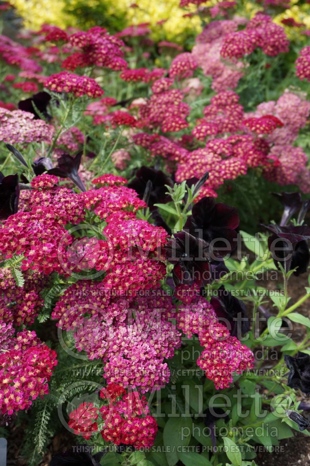 Achillea Tutti Frutti Pomegranate (Yarrow) 5