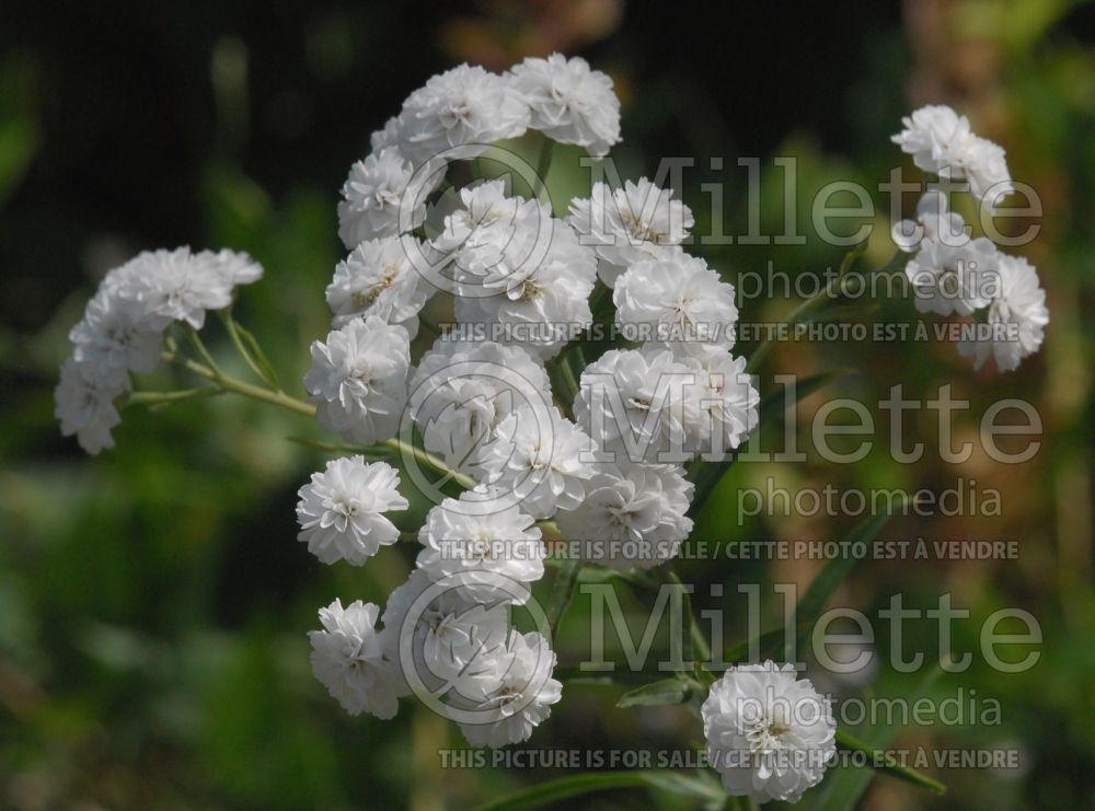 Achillea Ballerina (Sneezewort, Sneezeweed, Brideflower Yarrow) 1