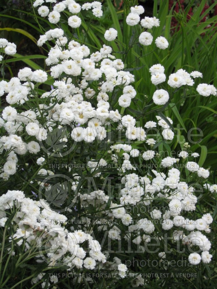 Achillea The Pearl (Yarrow – achillée) 2