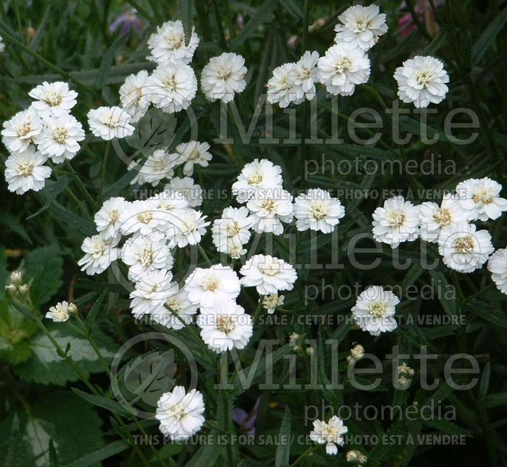 Achillea The Pearl (Yarrow – achillée) 1