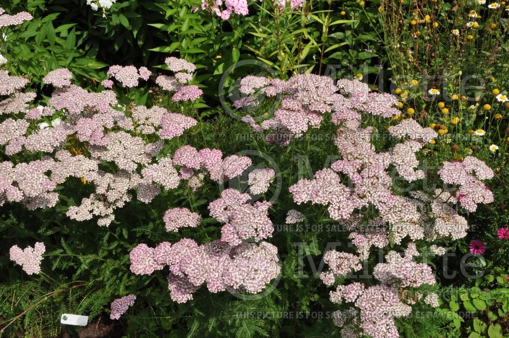 Achillea Sally (Greek Yarrow) 1