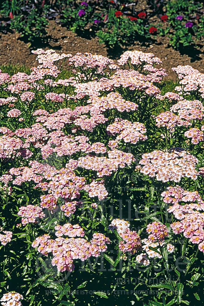 Achillea Love Parade (Siberian Yarrow) 1