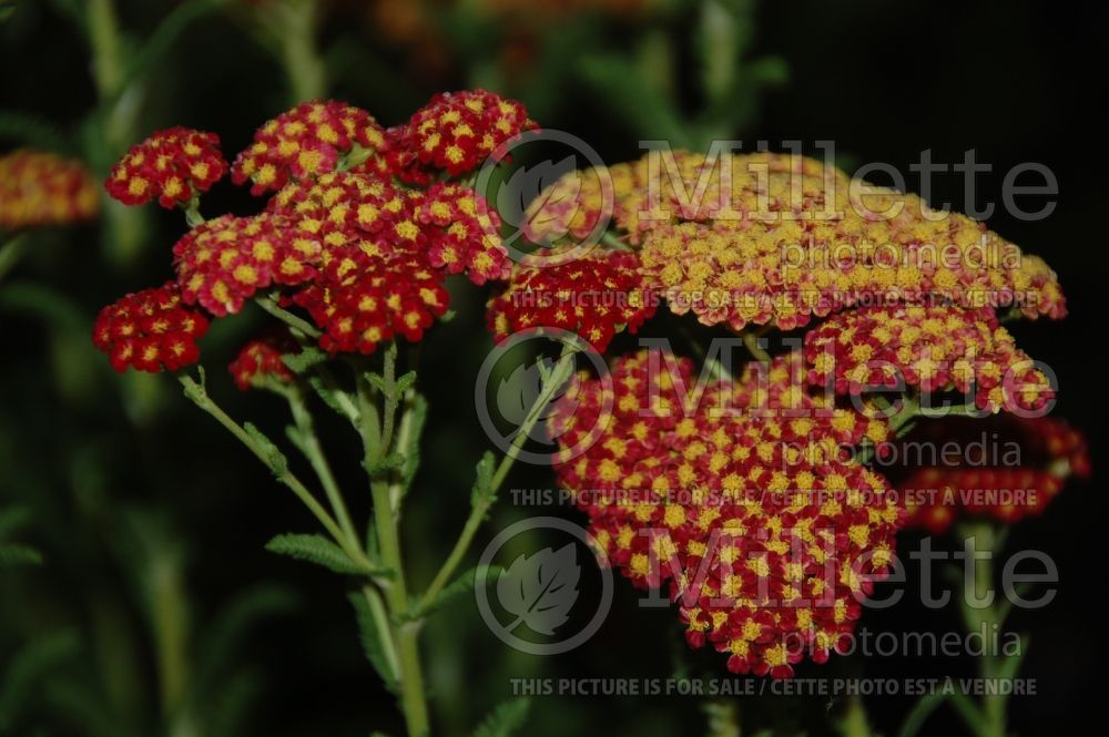 Achillea Strawberry Seduction (Sneezewort, Sneezeweed, Brideflower Yarrow) 1