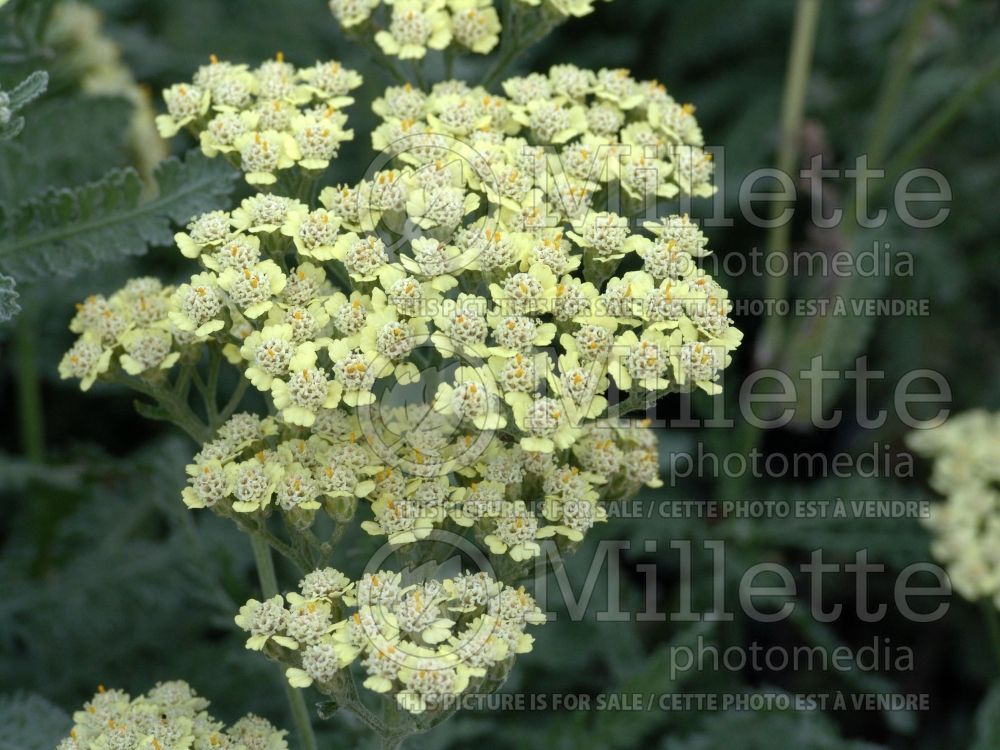 Achillea Anthea (Greek Yarrow) 1